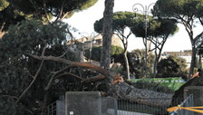 Roma, pini crollati su via Fori Imperiali: focus sui lavori della metro