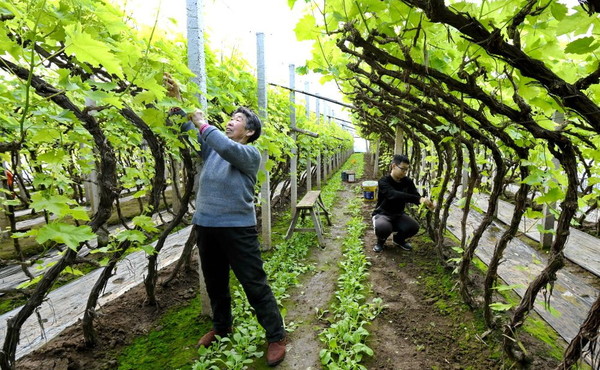 Cina, nuove misure per modernizzare la produzione agricola