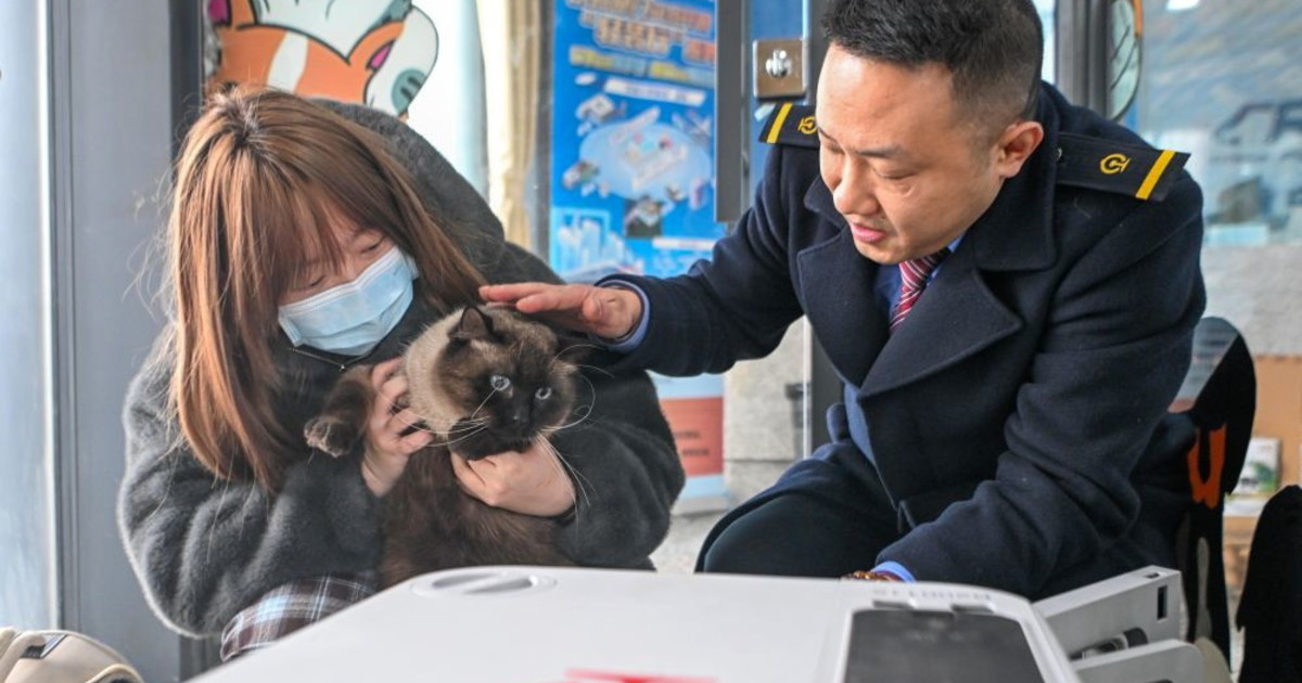 Cina, gli animali domestici adesso possono viaggiare sui treni ad alta velocità