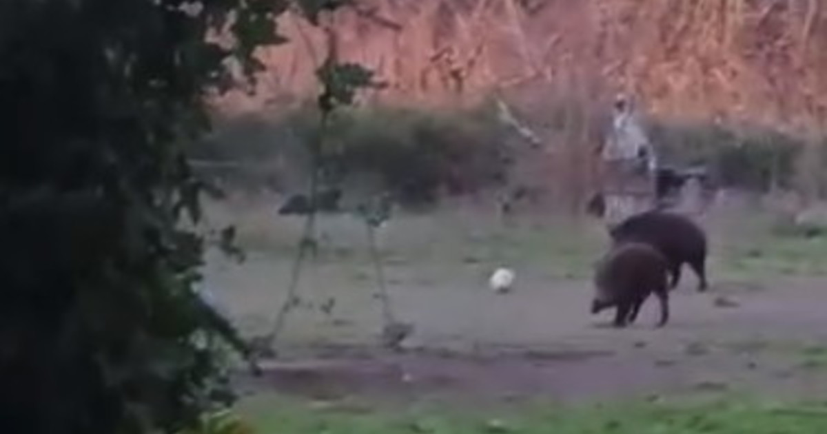 Cinghiali giocano a pallone nel parco. No, non sono "carini" ma pericolosi