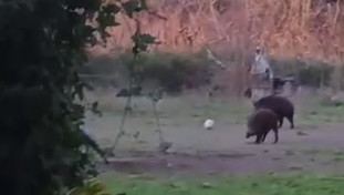 Cinghiali giocano a pallone nel parco. No, non sono 