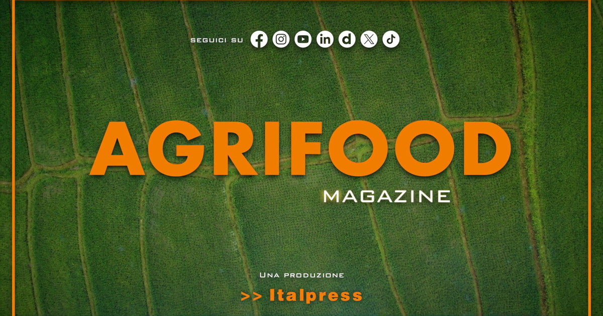 Agrifood Magazine - 11/2/2026