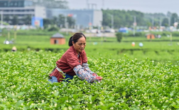 Cina, obiettivo industria del tè da 1.500 mld di yuan entro il 2030