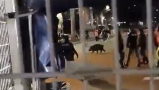 Domenica bestiale all'Olimpico: cancelli chiusi, c'&egrave; un cinghiale | <span style=color: rgb(153, 0, 0);>VIDEO</span>