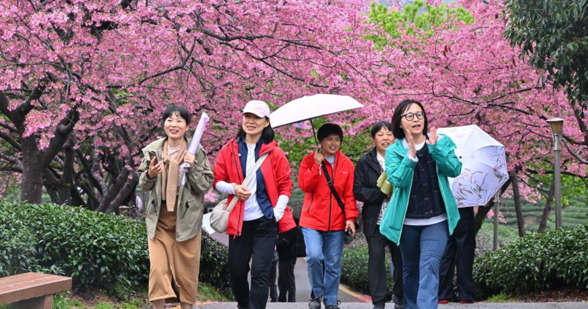 cina con i ciliegi in fiore turismo di primavera in crescita da Iltempo.it cina con i ciliegi in fiore turismo di primavera in crescita