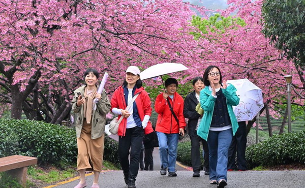 Cina, con i ciliegi in fiore turismo di primavera in crescita