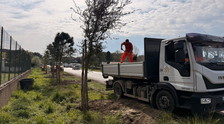 Pineta di Castel Fusano, messi a dimora 300 alberi tra pini, lecci e sughere