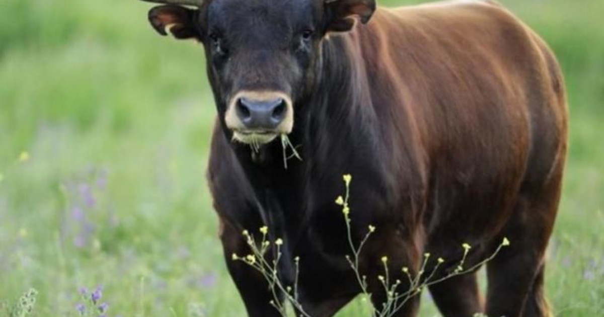 Taranto, a 80 anni contadino muore incornato da un toro Taranto, a 80 anni contadino muore incornato da un toro