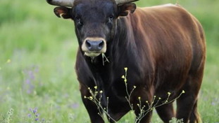Taranto, a 80 anni contadino muore incornato da un toro
