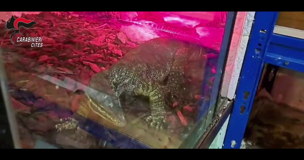 Rettili pericolosi nascosti in casa nel Barese, una denuncia