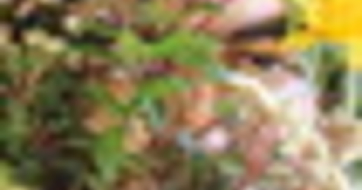 Fuori il 27 marzo "Cielo e sfacelo", il nuovo album de L'Albero