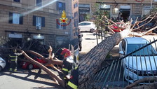 Terrore a San Lorenzo, crolla un albero su via Tiburtina: come stanno le persone colpite