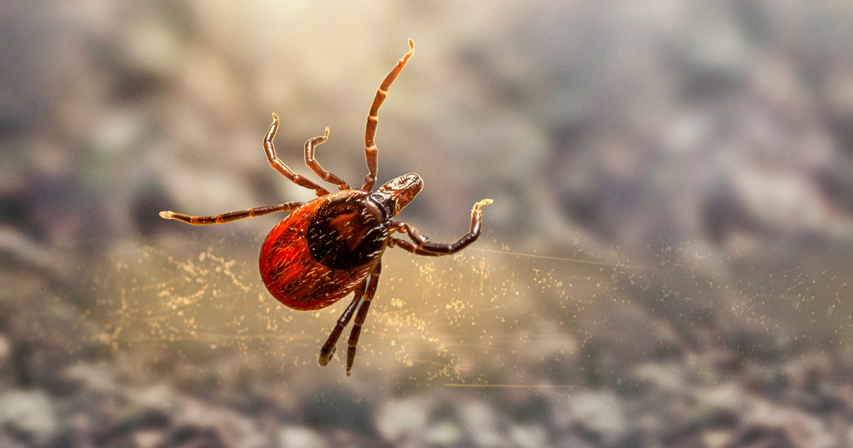 Artemisia Lab, encefalite da zecca: prevenzione e vaccino prima della stagione a rischio