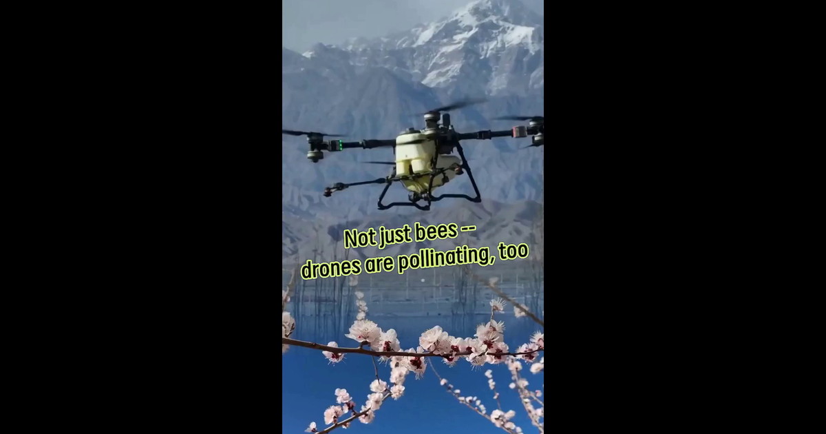 Cina, i droni utilizzati per l'impollinazione dei fiori di albicocco