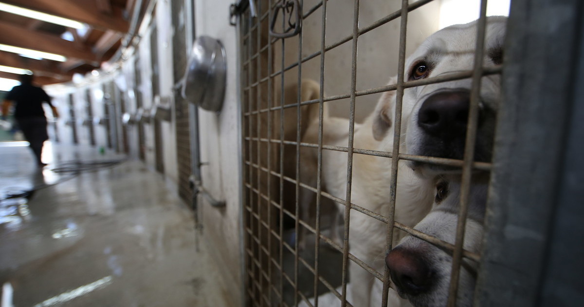 Sui canili di Roma all'Anac non tornano i conti. Batosta sul Comune