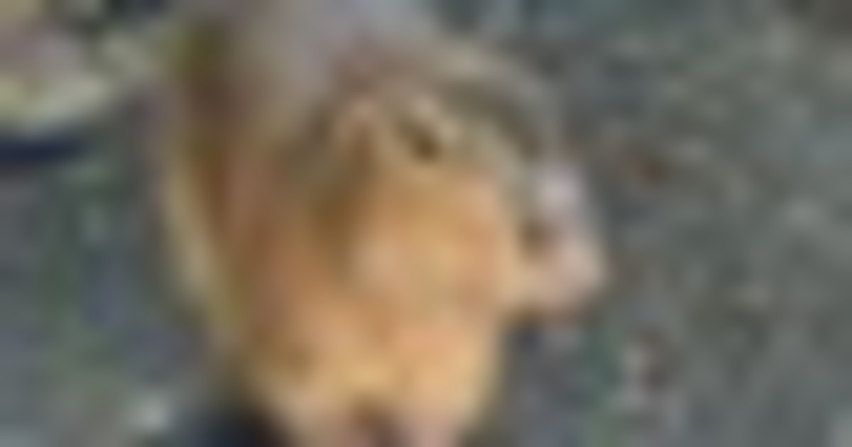 Al bioparco Zoom di Torino arrivano tre simpatiche sorelle capibara