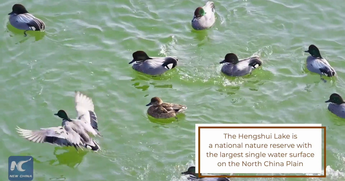 Cina, sul lago Hengshui decine di migliaia di uccelli migratori