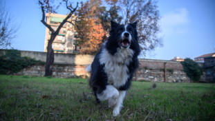 Abbaiare non è reato. Condominio perde in tribunale contro un allevamento
