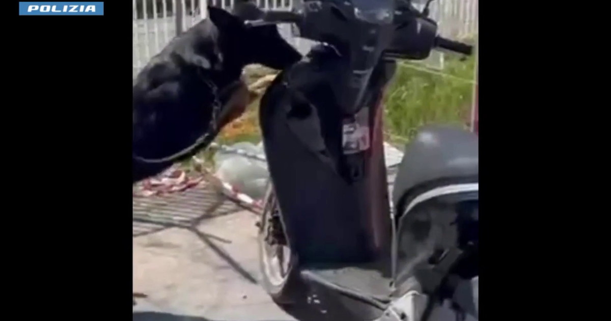 Cane poliziotto trova droga nascosta in uno scooter, un arresto a Catania