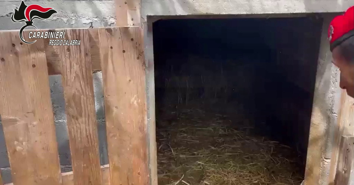 Trovato un bunker sotterraneo con serra hi-tech, quattro arresti nel Reggino