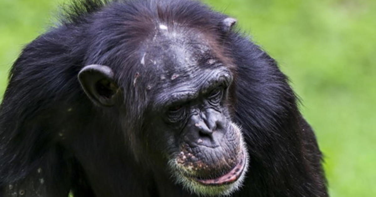 La prima guerra civile tra scimpanzé: cosa ci racconta di noi