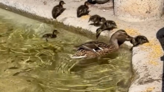 Prati, nascono dieci piccoli di germano reale: chiusa la fontana di piazza Mazzini. Il video tenerissimo