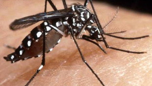 Salute, le zanzare esotiche hanno "preso casa" in Italia e portano nuove malattie