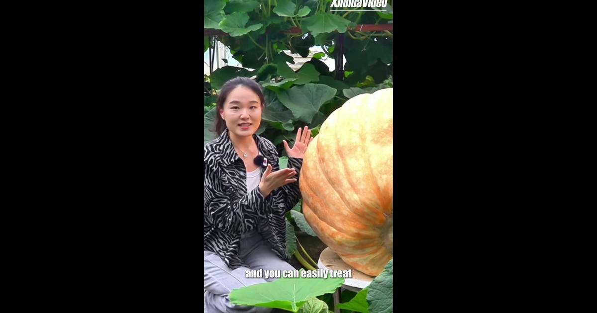 International Vegetable Science and Technology Fair, in mostra zucche da 250 kg