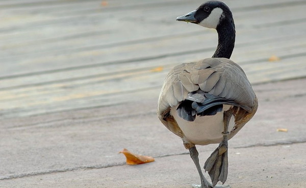 Banca del Fucino al fianco del Bioparco di Roma per il “City Future Challenge”