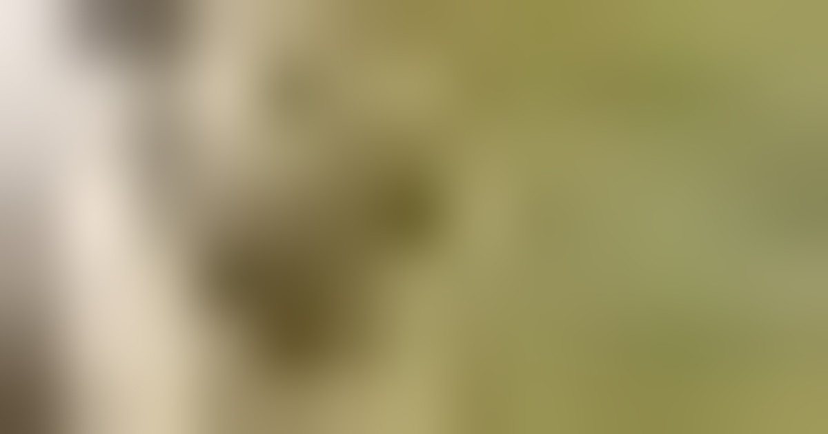 A Roma la papera Germana trasloca nel traffico con l'aiuto dei cittadini