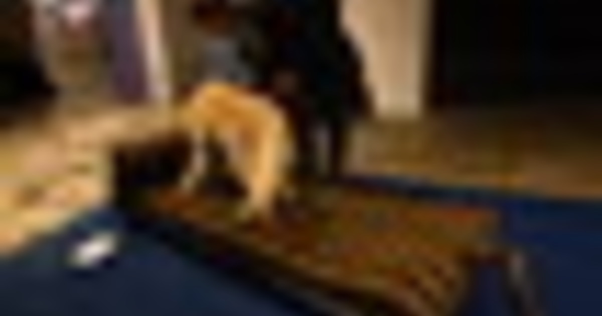 Elanco al FuoriSalone '26 con Pet Collection