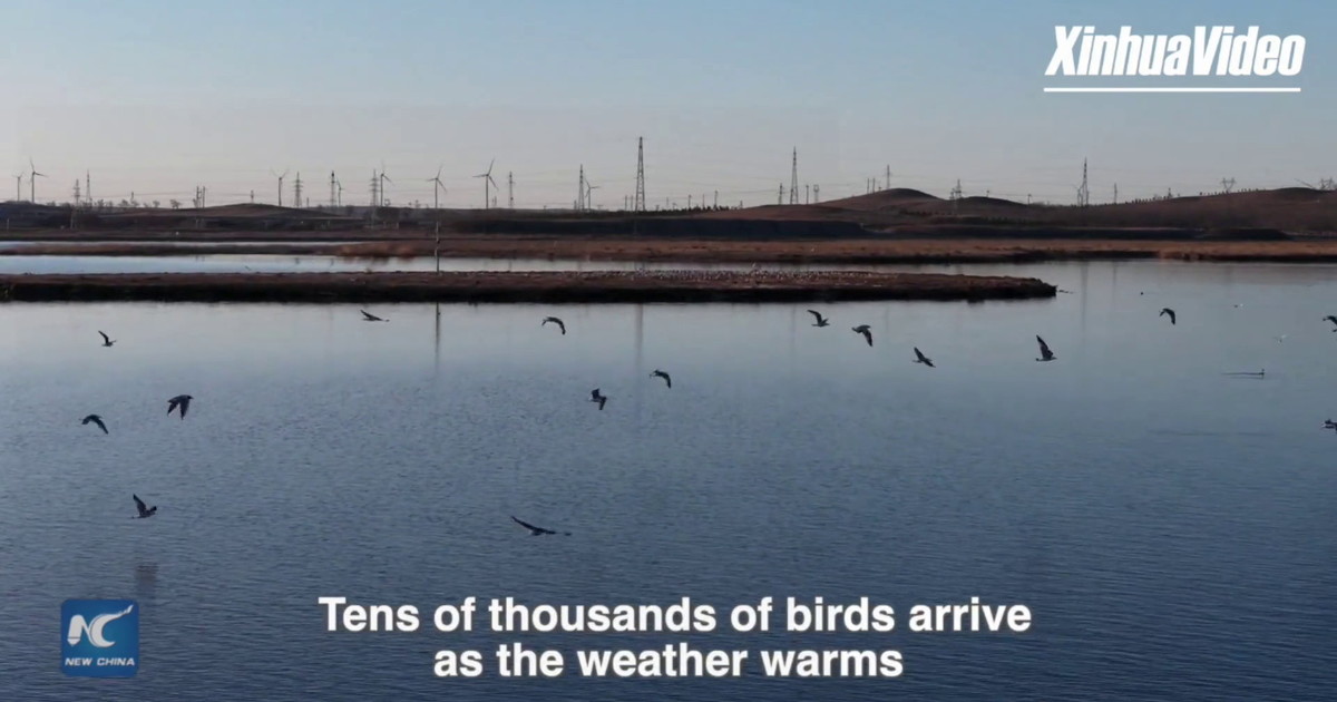 Cina, uccelli migratori tornano nella zona umida di Kangba Noel