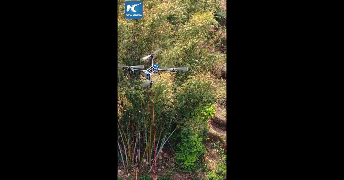 Cina, droni trasportano tè dalle piantagioni montane