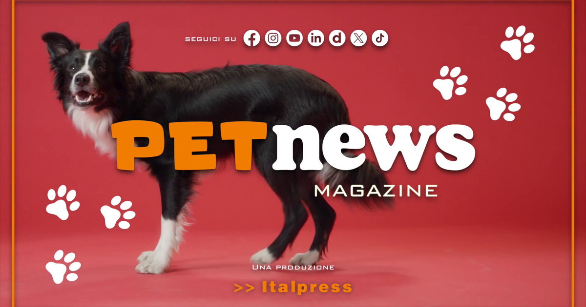 PetNews Magazine - 27/4/2026