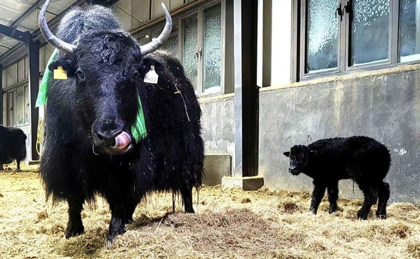 In Cina la prima clonazione di gruppo di 10 yak