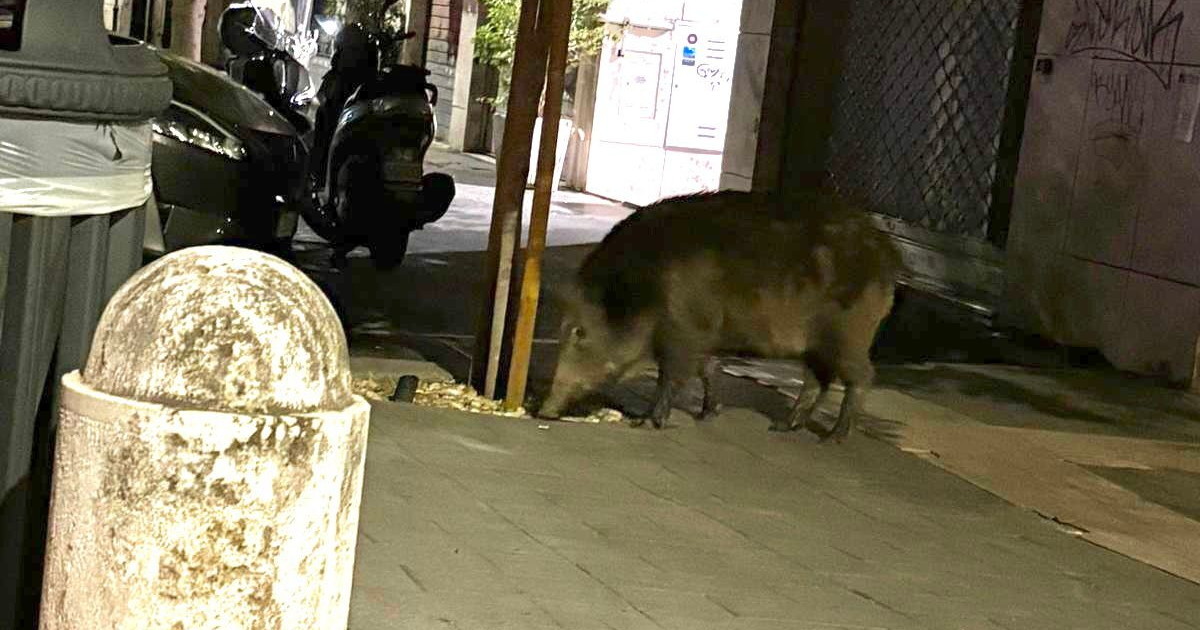 Riecco i cinghiali, accordo tra Comune e Regione: scatta la "caccia" notturna