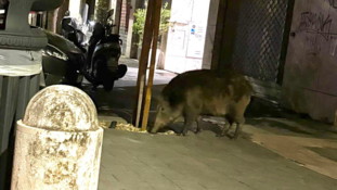 Riecco i cinghiali, accordo tra Comune e Regione: scatta la caccia notturna