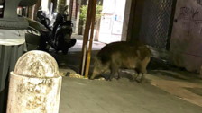 Riecco i cinghiali, accordo tra Comune e Regione: scatta la caccia notturna