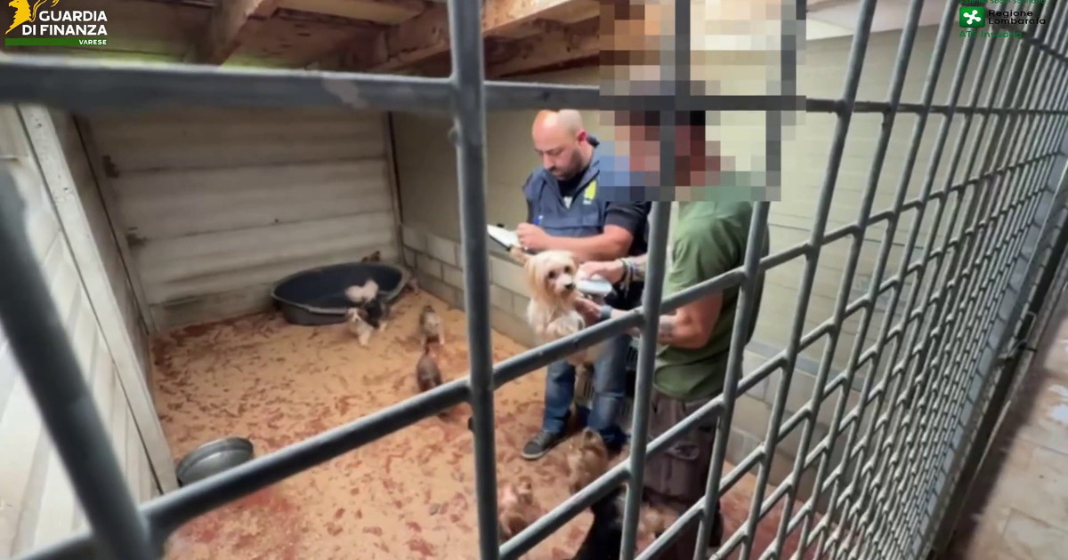 A Varese scoperto un allevamento abusivo di cani, due denunce per maltrattamenti