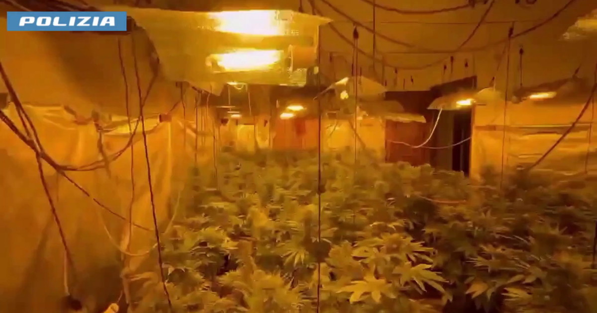 Serra indoor di marijuana scoperta nel Palermitano, arrestato un 19enne