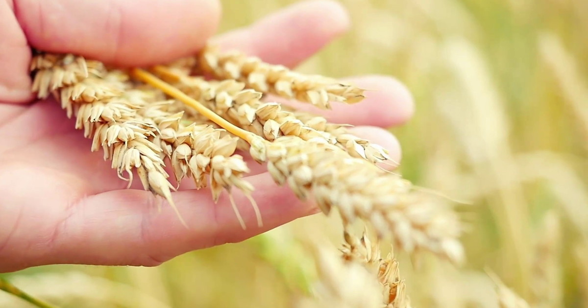 Grano, il modello Casillo fra tracciabilità e formazione