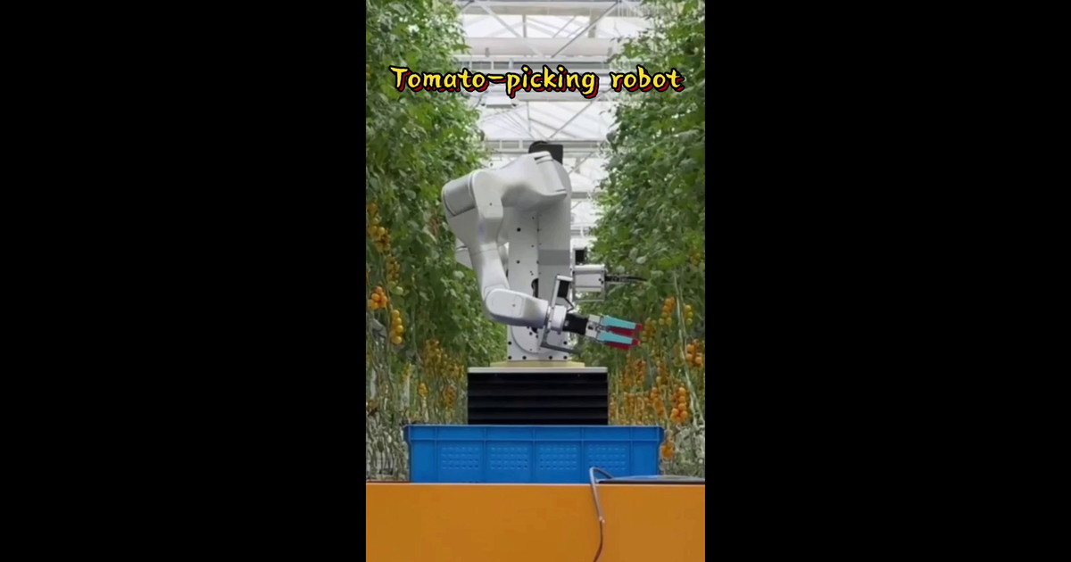 Cina, ricercatori sviluppano robot umanoide per la raccolta dei pomodori