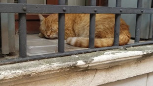 Agguato al gatto Zeus con il fucile a pallini «Ora voglio giustizia»