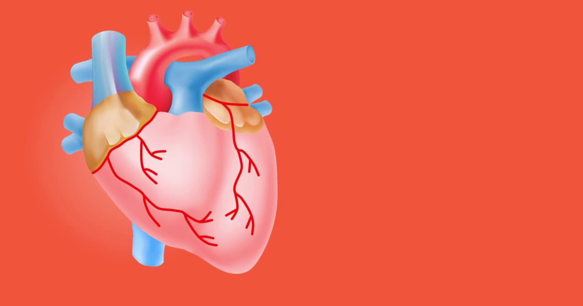 Il battito del cuore frena la crescita dei tumori nel tessuto cardiaco