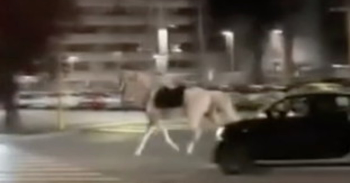 Cavalli in fuga, tre feriti per fermarli. Indagini su un vigile che ha lanciato petardi