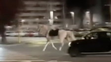 Cavalli in fuga, tre feriti per fermarli. Indagini su un vigile che ha lanciato petardi