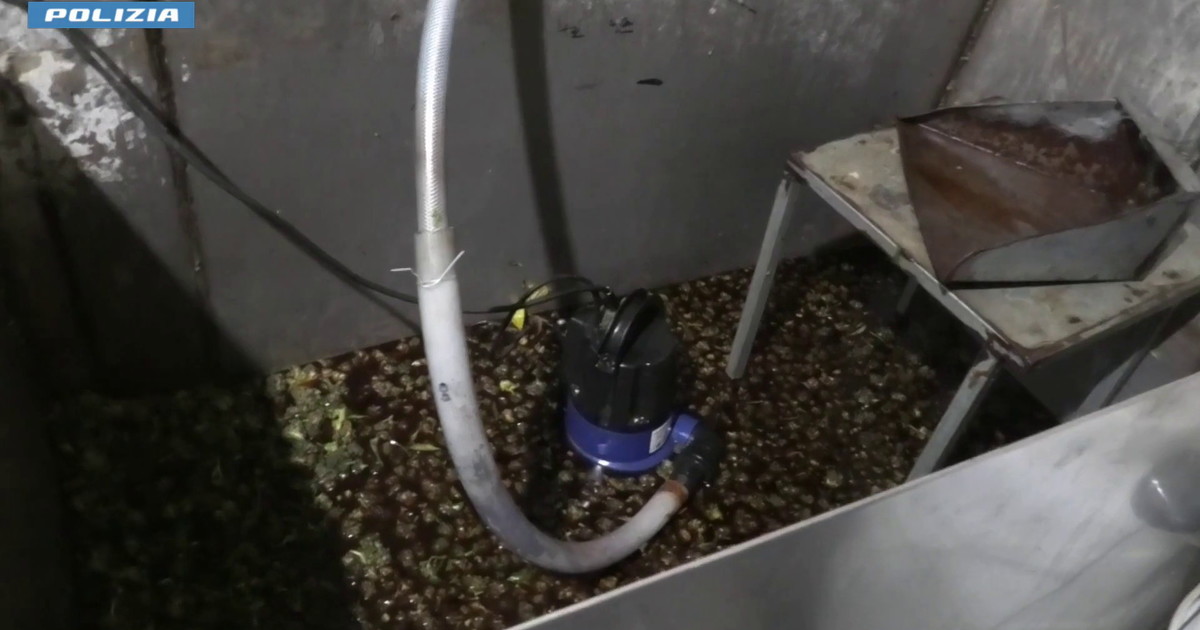 Piantagione di marijuana in un bunker segreto nel Foggiano, 5 arresti