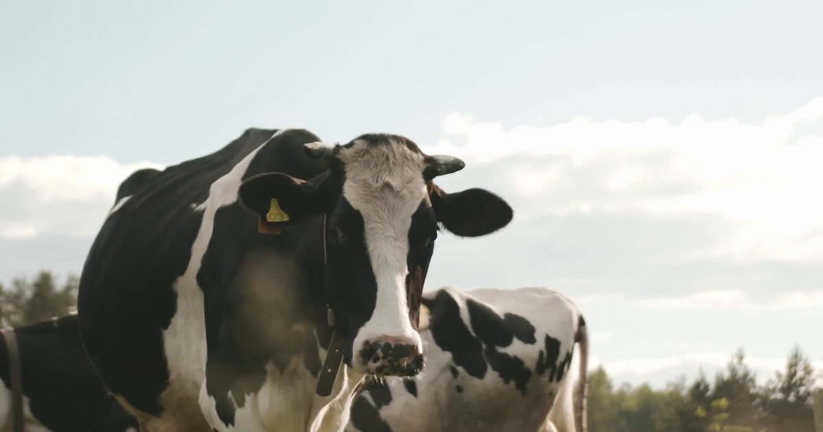 Più fondi per latte bovino e benessere animale