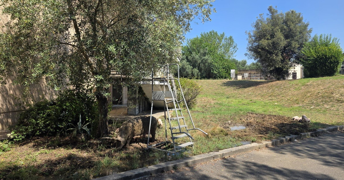 prima porta bestiale maiali avvistati al cimitero da Iltempo.it prima porta bestiale maiali avvistati al cimitero