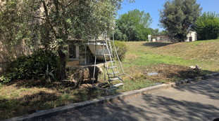 Prima Porta "bestiale". Maiali al cimitero, avvistati fra le tombe